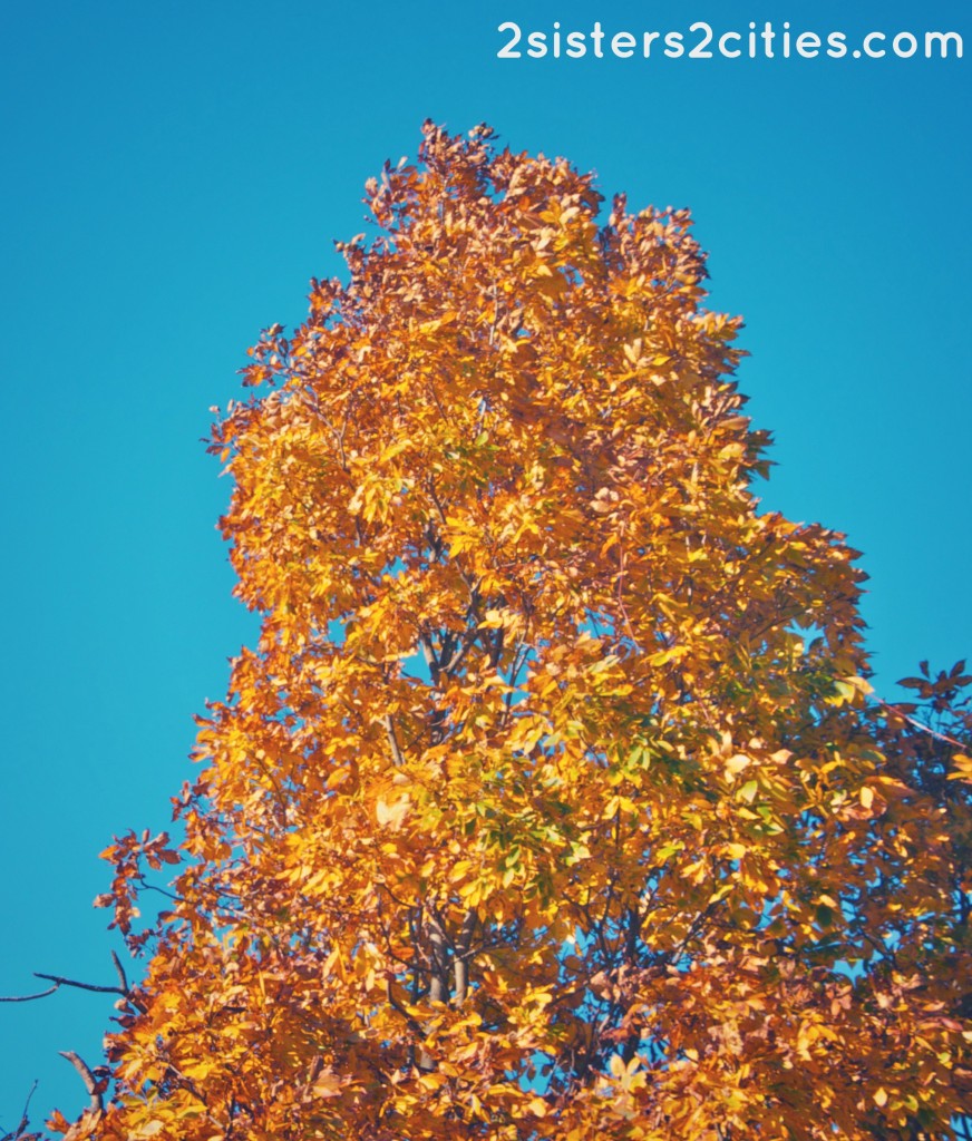 orange and yellow leaves on a tree in fall