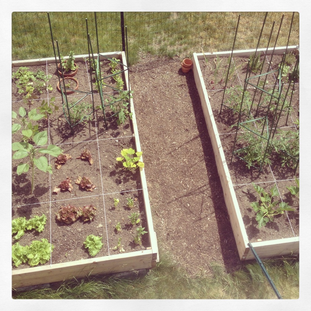 raised garden beds